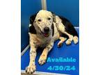 Adopt Dog Kennel #9 a Cattle Dog, Labrador Retriever