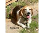 Adopt Spencer a Beagle, Mixed Breed