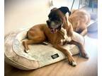 Adopt Woodrow II a Boxer