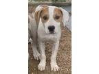Adopt Roadster a Mixed Breed