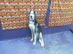 Adopt A1934382 a Husky, Mixed Breed
