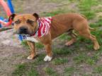 Adopt HARRIS a Staffordshire Bull Terrier, Mixed Breed