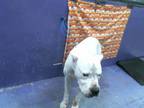 Adopt CESAR a Dogo Argentino, Mixed Breed