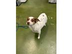Adopt ATLAS a Parson Russell Terrier, Mixed Breed
