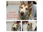 Adopt Duncan a Husky