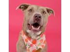 Adopt Bowie a Mixed Breed