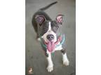 Adopt Blue a Pit Bull Terrier