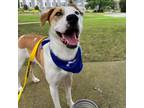 Adopt Clutch a Pit Bull Terrier, Border Collie