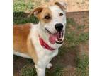 Adopt Clutch a Pit Bull Terrier, Border Collie