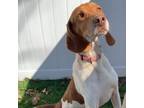 Adopt Walter a Hound, Beagle