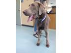 Adopt Dopey a Labrador Retriever