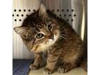 Adopt Herbert a Domestic Short Hair