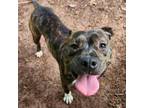 Adopt Pita a American Staffordshire Terrier