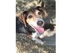 Adopt Gabe a Beagle, Mixed Breed
