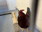 Adopt Sir Crows-a-Lot a Chicken