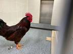 Adopt 55725381 a Chicken