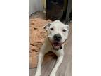 Adopt Chance a Pit Bull Terrier, Mixed Breed