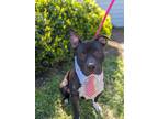 Adopt Crinkle Cut a Pit Bull Terrier, Mixed Breed