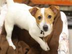 Adopt Scrappy a Parson Russell Terrier, Mixed Breed