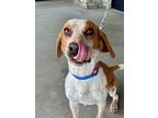 Adopt Poncho a Beagle, Mixed Breed