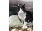 Adopt Manny a Domestic Short Hair