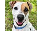 Adopt Sparky a Pointer