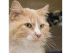 Adopt Oliver a Domestic Long Hair, Domestic Short Hair