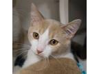 Adopt Daffy (bonded with Dizzy) a Domestic Short Hair