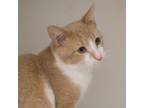 Adopt Dizzy (bonded with Daffy) a Domestic Short Hair