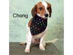 Adopt Chong a Dachshund