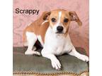 Adopt Scrappy a Terrier