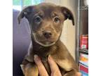 Adopt Dakota Mauer a Rat Terrier