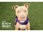 Adopt Jinx a Pit Bull Terrier, Mixed Breed