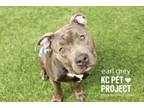 Adopt Earl Grey a Pit Bull Terrier, Mixed Breed
