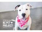Adopt Stroganoff a Pit Bull Terrier, Mixed Breed