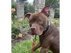 Adopt Prospero a Pit Bull Terrier, Mixed Breed