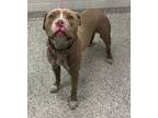 Adopt Kerfuffle a Pit Bull Terrier, Mixed Breed