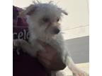 Adopt Tinley- Chino Hills Location a Yorkshire Terrier, Cairn Terrier