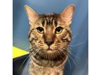 Adopt Sparky a Bengal, Domestic Short Hair