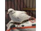 Adopt Wilson (bonded To Paula) a Dove