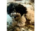 Adopt Bower a Coton de Tulear, Poodle