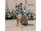 Adopt Mango a Pit Bull Terrier