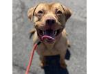 Adopt Hunter a Pit Bull Terrier