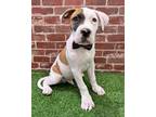 Adopt Meatball a Pit Bull Terrier