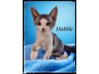 Adopt Hubble a Domestic Short Hair