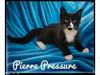 Adopt Pierre Pressure a Domestic Short Hair