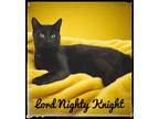 Adopt Lord Nighty Knight a Domestic Short Hair