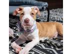 Adopt Dexter a Hound, Pit Bull Terrier