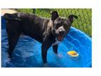 Adopt Monkey 23D-0227 a Pit Bull Terrier