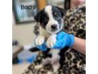 Adopt Bodhi a Mixed Breed